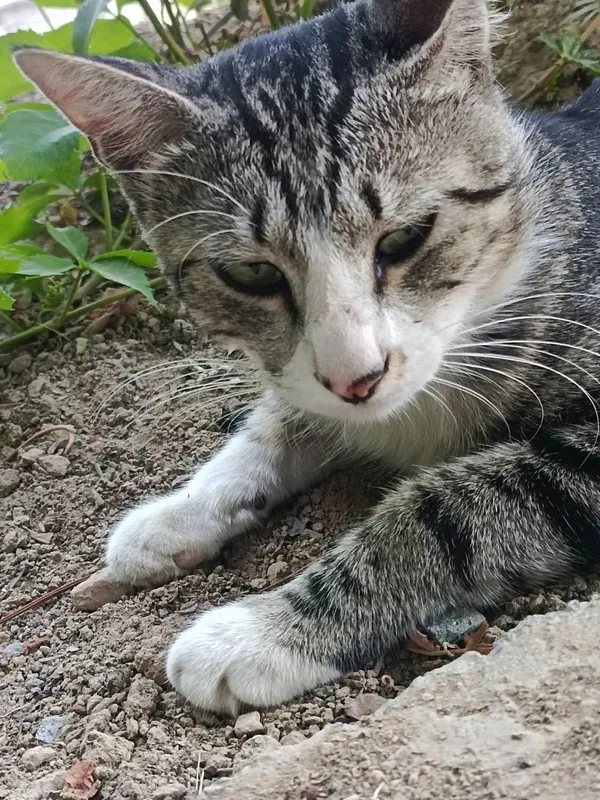 Котик нуждается в помощи — фото 2