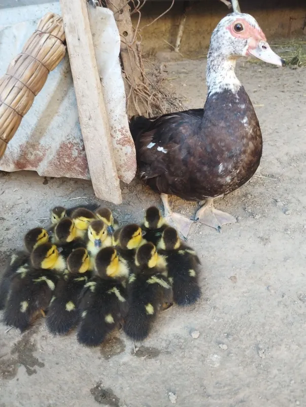 Indautka bolakarı onası bılan. 450 mıng. ördaklar Vobkentda
