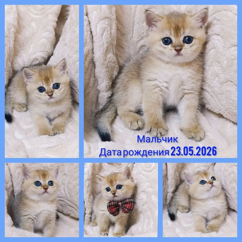 Продаются золотые шиншиллы! 2 Продаются золотые шиншиллы! 2