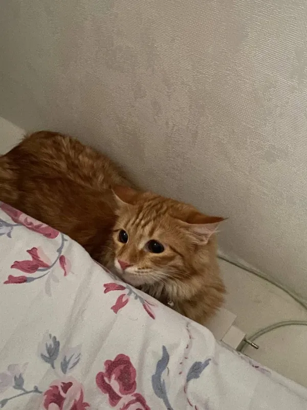 Шотландская прима ухая кошка