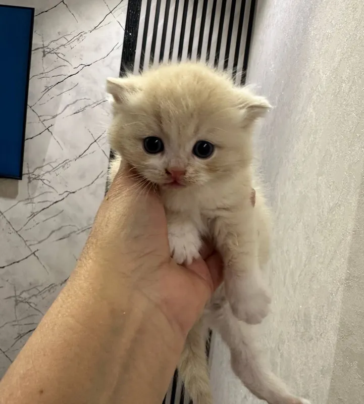 кошка британски скотиш фолд