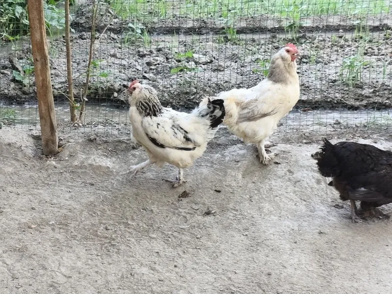 Yosh tovuqlar sotiladi 3