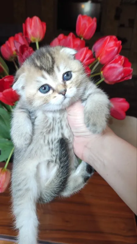 Продаются шикарные котята скотиш фолд и скотиш страйт — фото 5