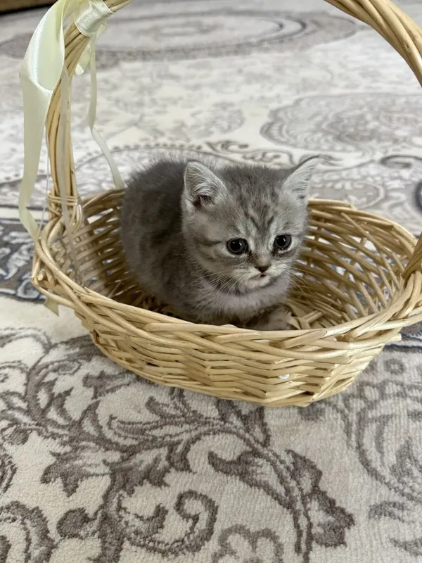 Продаётся котята — фото 3