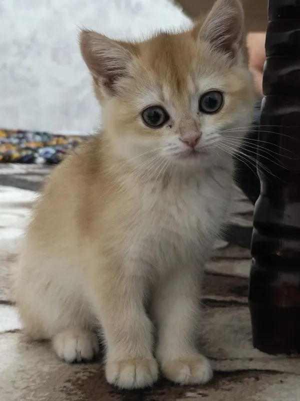 Golden shinshila ny12 toza zoti