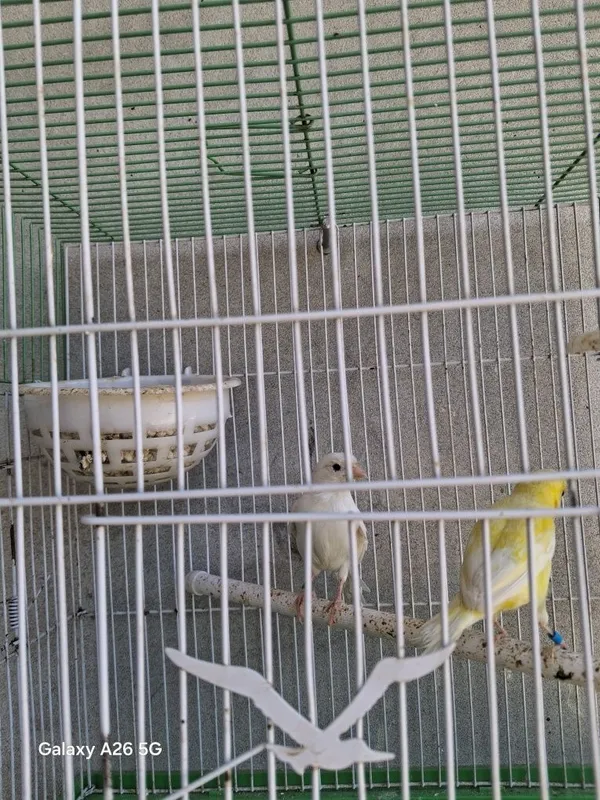 Kanareka sames 1,5 yoshda 2 Kanareka sames 1,5 yoshda 2