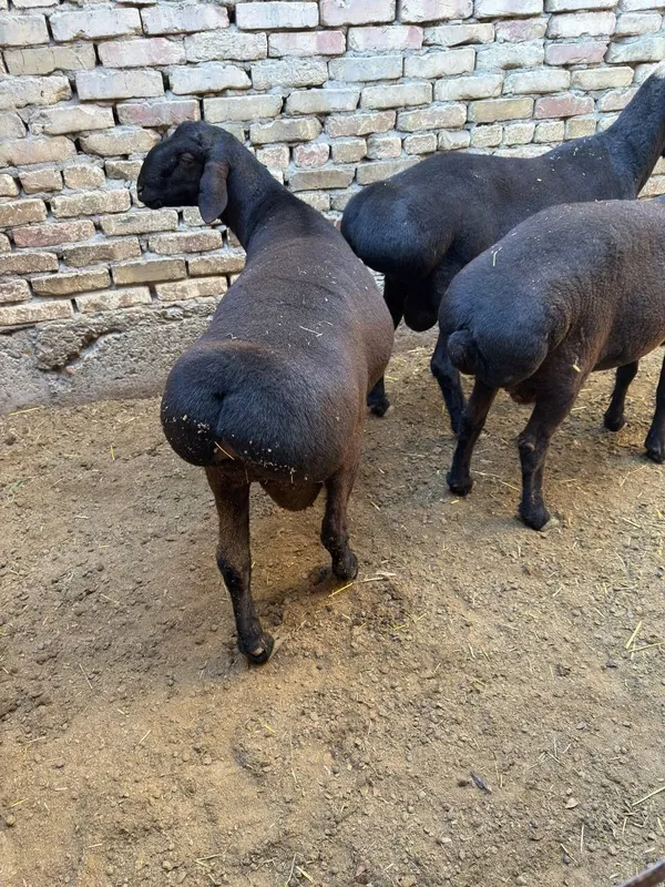 Qo'chqorlar sotiladi