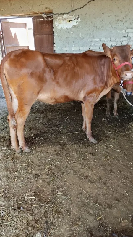 Sotiladigan mollar bor 1
