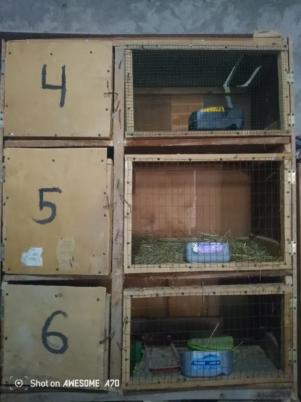 Quyon katak sotiladi