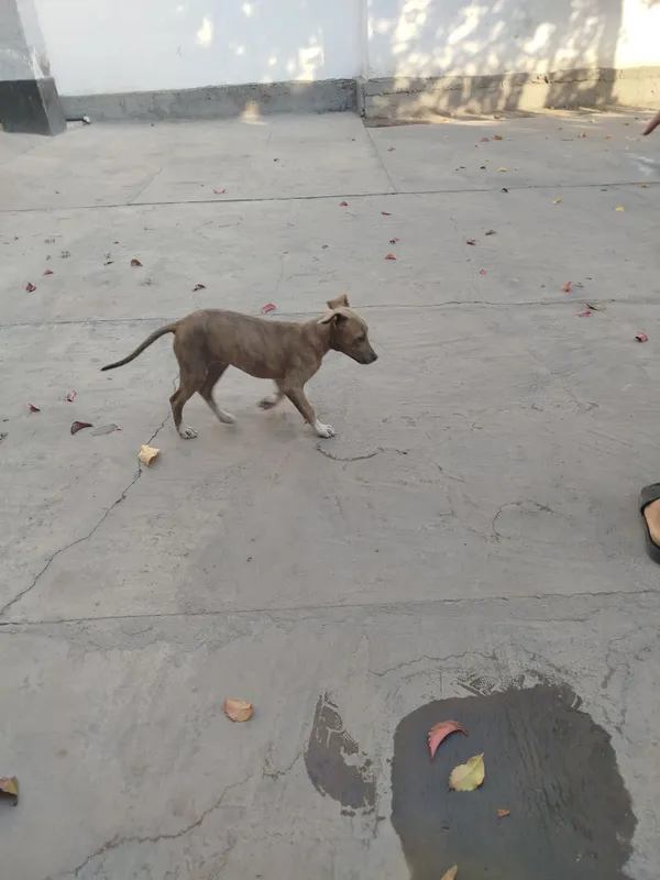 Toza it pid bul narx 300.000 ming kelshamiz qiz bola — фото 2