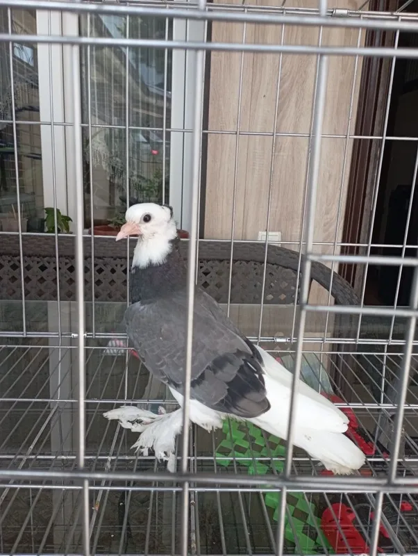 Продам пискуна Адижанца хакка