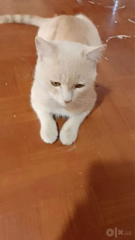 Mushuk iwonchli boqadigan qollaga beriladi 2 Mushuk iwonchli boqadigan qollaga beriladi 2