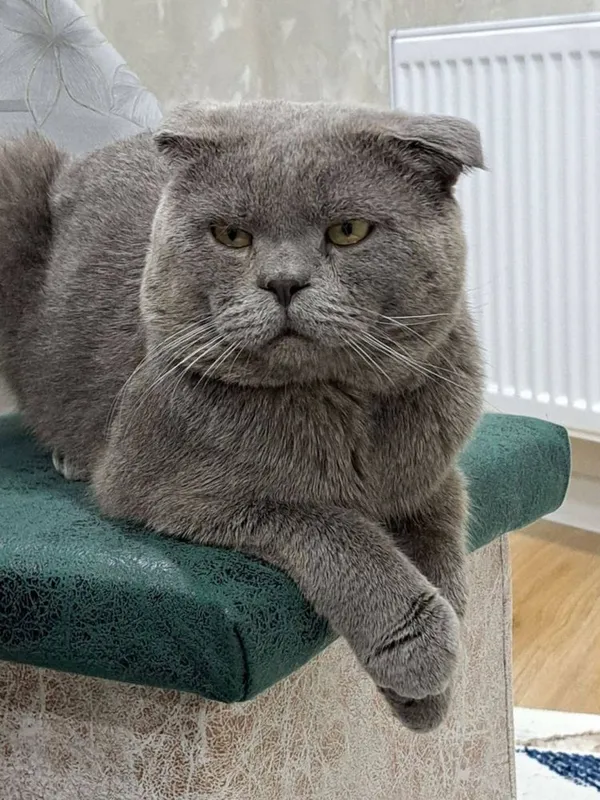Эксклюзивные породистые котята — фото 3
