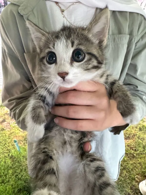 Ищем дом котенку — фото 1