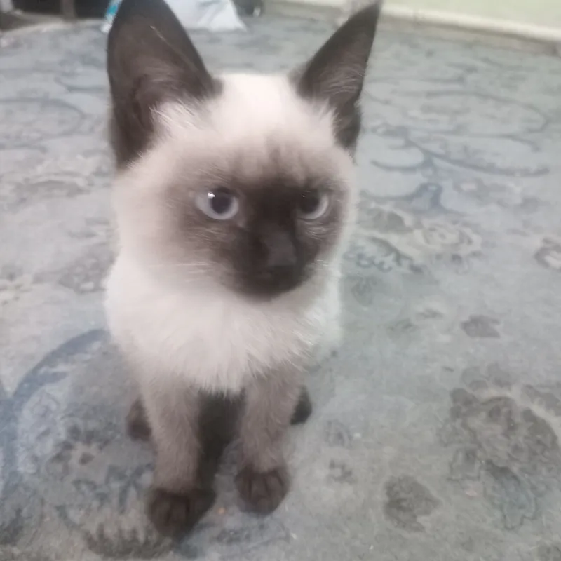 Продаётся сиамский котёнок 2 Продаётся сиамский котёнок 2