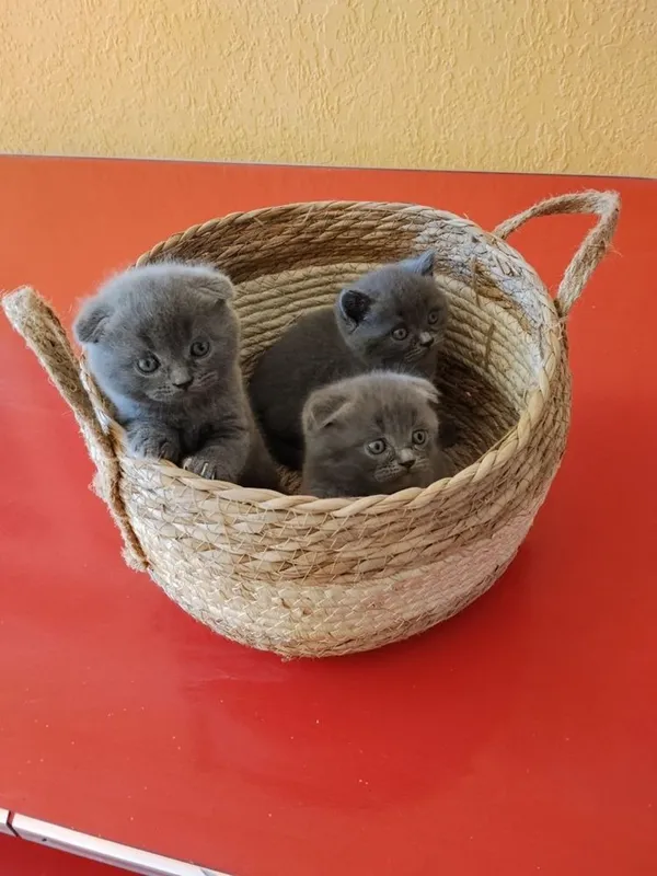 Котята очень игривые 1,5 месяца. Приучены к горшку и едят домашнюю еду
