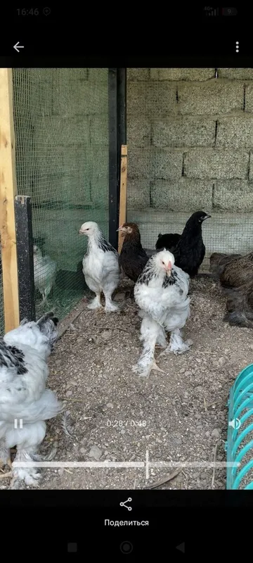 Brama Jo'jalari sotiladi 2 oyli 2 Brama Jo'jalari sotiladi 2 oyli 2