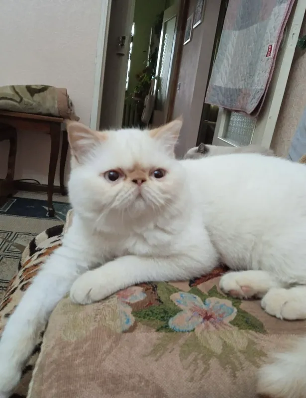 Ekzot mushugi juda yoqimtoy