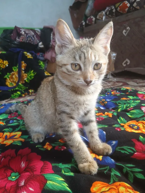 Котята 4-месячные. Отдаются в хорошие семьи. 2 Котята 4-месячные. Отдаются в хорошие семьи. 2