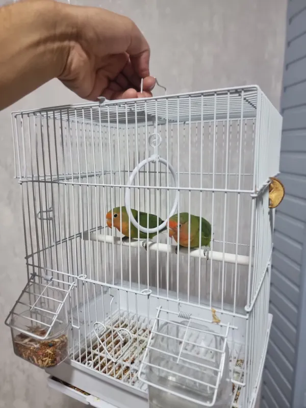 Papugay sotiladi
