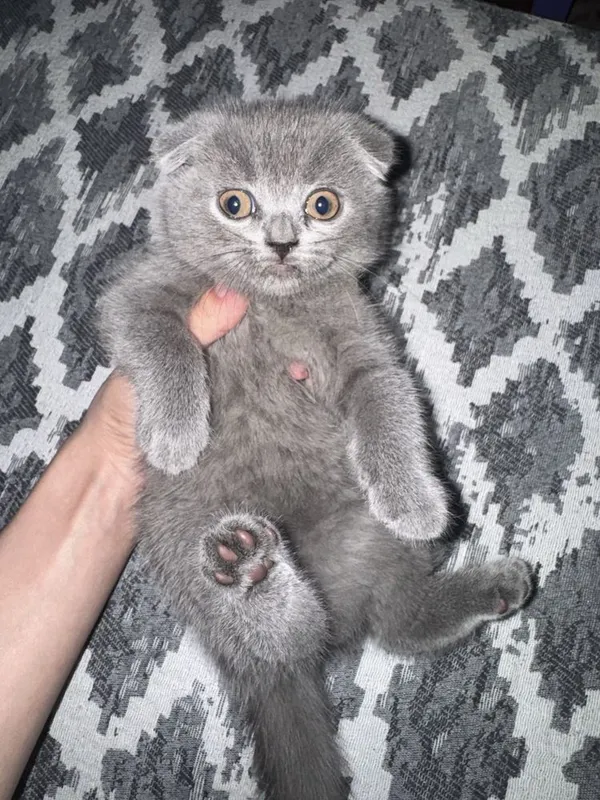Веслоухие котята 1