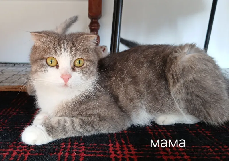 Продаются котята! — фото 4 Продаются котята! — фото 4