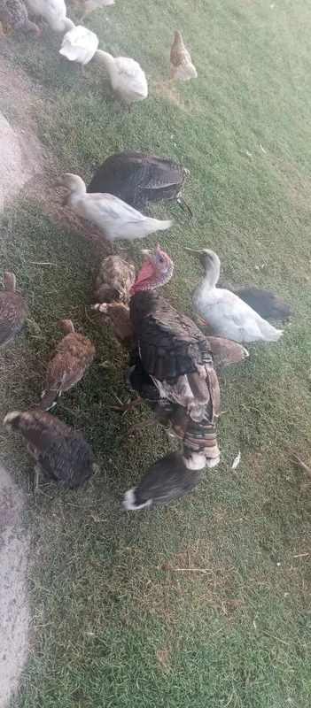 Assalamu alekum kurka bor 3ta makiyon 1horozi tuhumda 7 ta bollasiyam 2