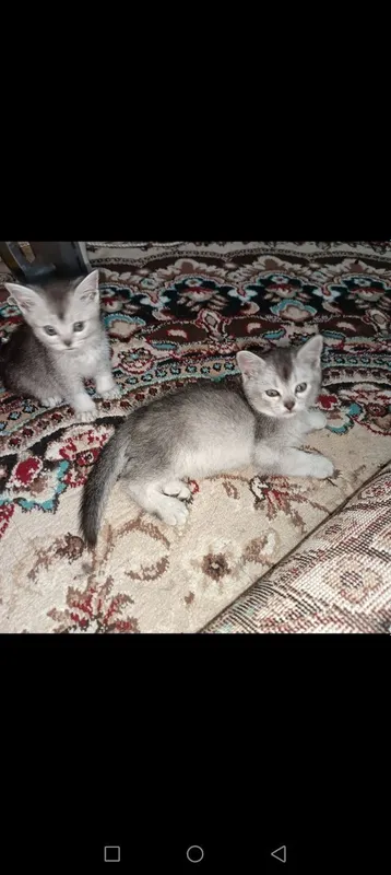 mushuk 3