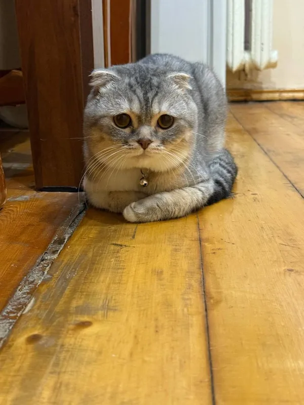 Кот для вязки , серебстая шиншилла скотиш фолд! 1 Кот для вязки , серебстая шиншилла скотиш фолд! 1