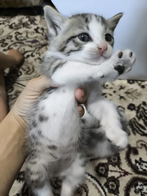 Мушукча, Котенок! Хадияга!в добрые руки — фото 2