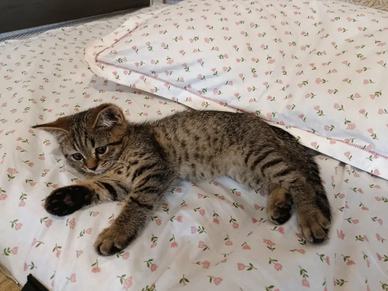 скоттиш страйт мушук боласи