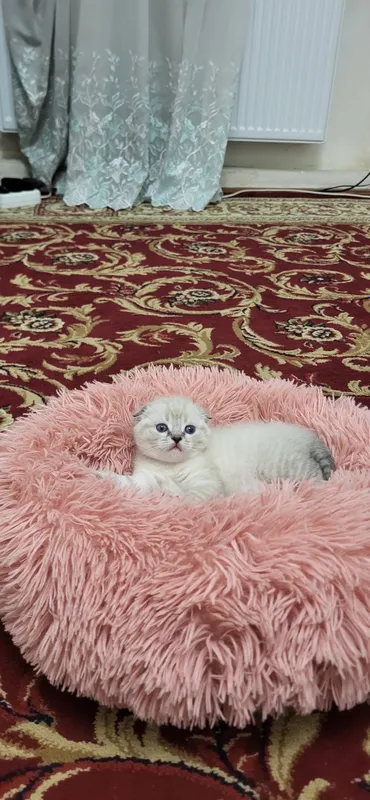 Чиройли мушук болачаси