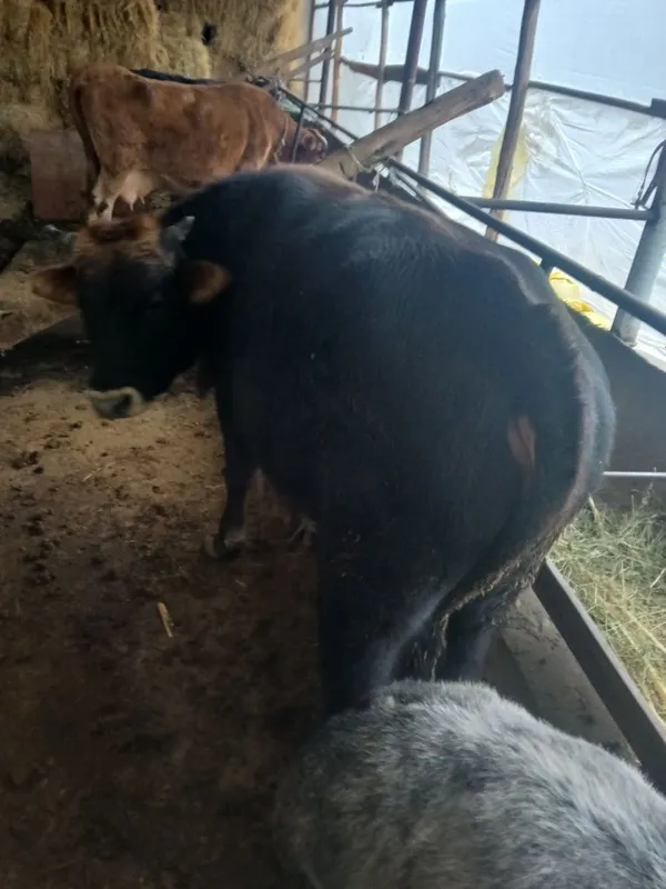 Qo‘y,Qo‘chqorlar va Buqa — фото 5