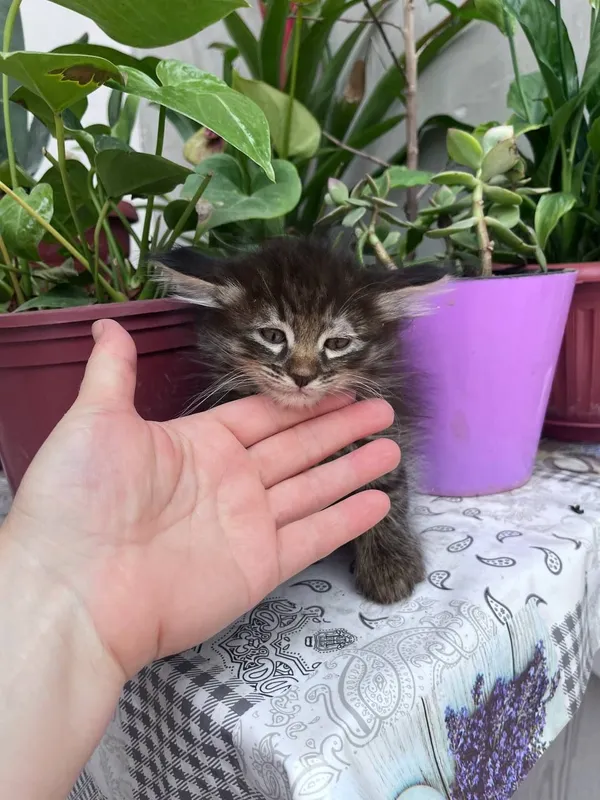 Одам котята в хороший руки 4