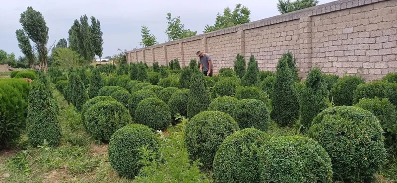 Harxil turdagi archalar va daraxtlar bor — фото 4