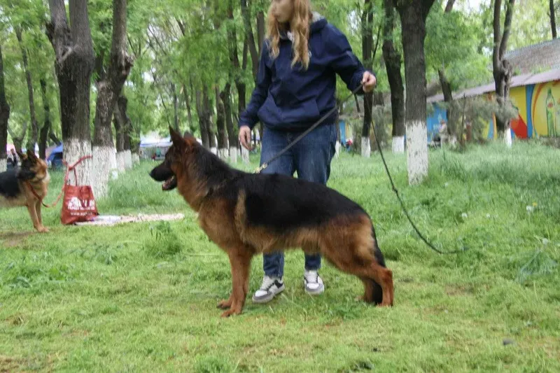 Щенки Немецкой овчарки Одинцовой И. — фото 2