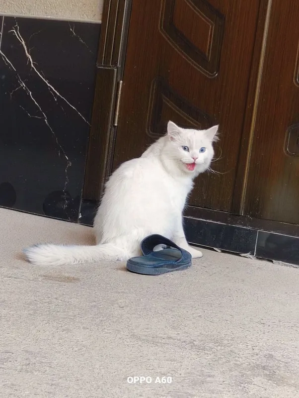 Angora mushuk sotiladi 2 Angora mushuk sotiladi 2