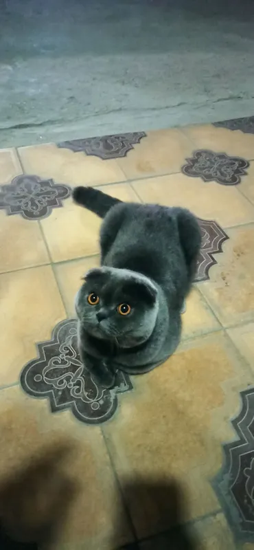 британская кошка — фото 2