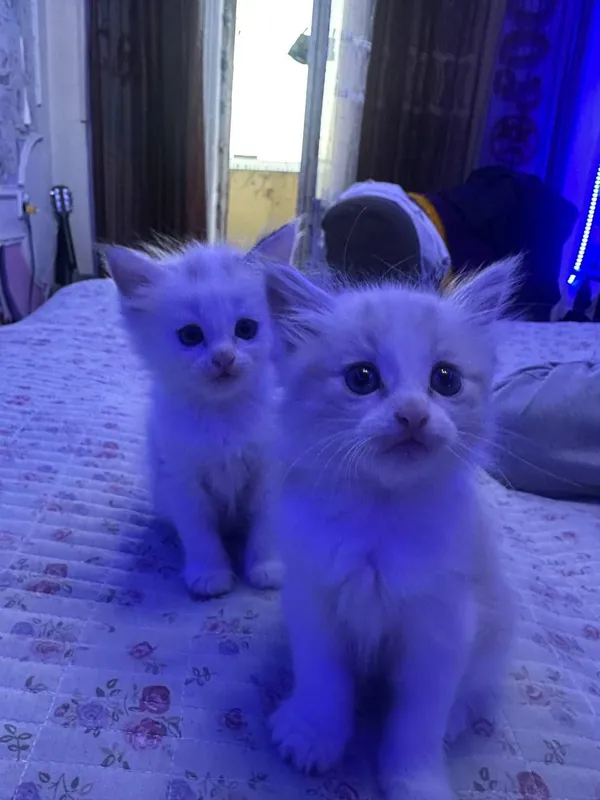 СИБИРСКИЕ КОТЯТА — фото 3