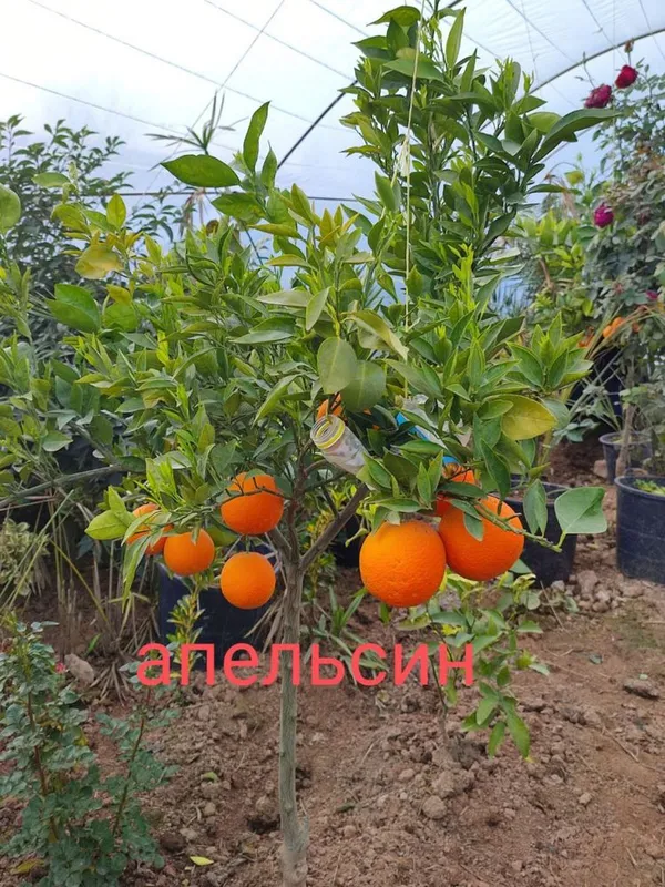 Apilsin,Mandarin,Kumkuvat,Pomello — фото 2