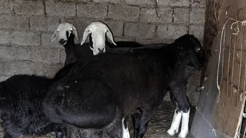 Qurbonlik uchun uyda boqilgan qo’chqorlar sotiladi