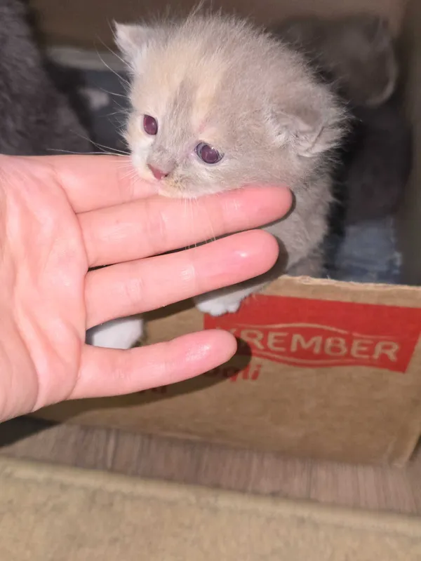 Продаётся породистые котята — фото 2