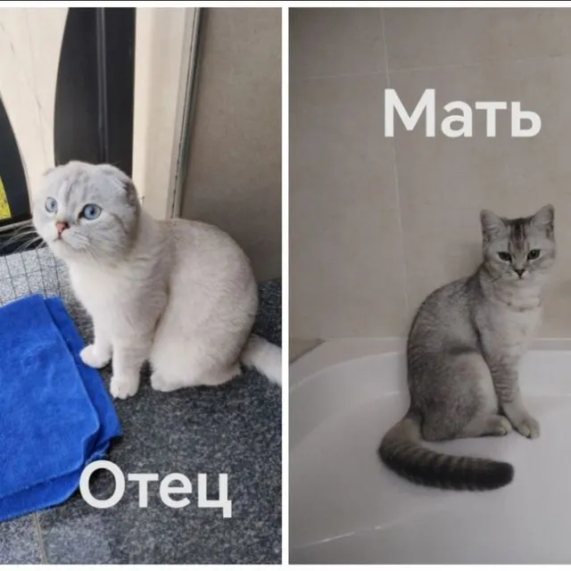 котята — фото 4