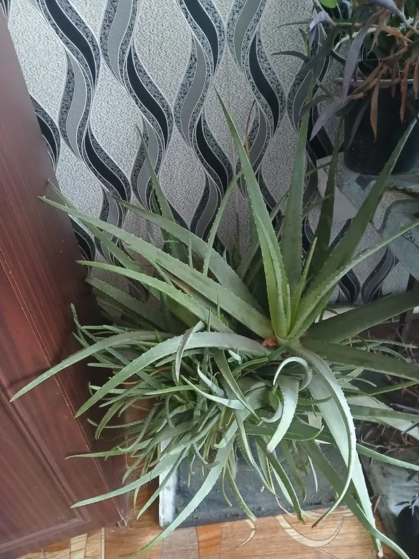 Продается комнатний цвети алоэ и ещё две другий цвети — фото 3