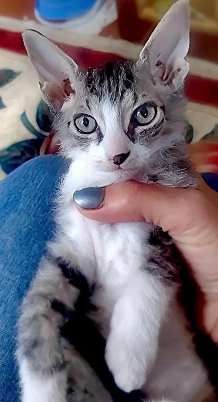 Котята породы свинкс браш 2 Котята породы свинкс браш 2