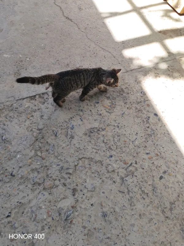 котята