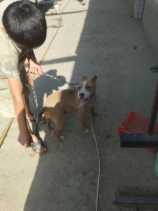 3 oylik amerikaniski pitbul qizbola — фото 2 3 oylik amerikaniski pitbul qizbola — фото 2