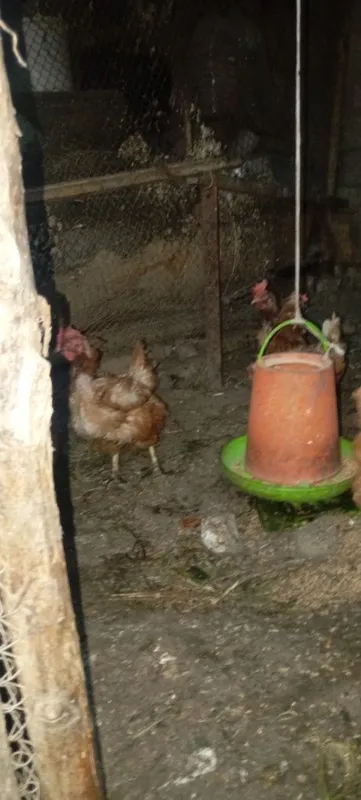 Tovuqla sotiladi soni 6 ta 3 Tovuqla sotiladi soni 6 ta 3