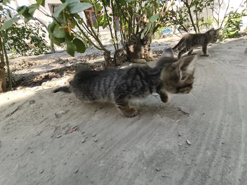 Mushuk bervoriladi tekinga 4 Mushuk bervoriladi tekinga 4