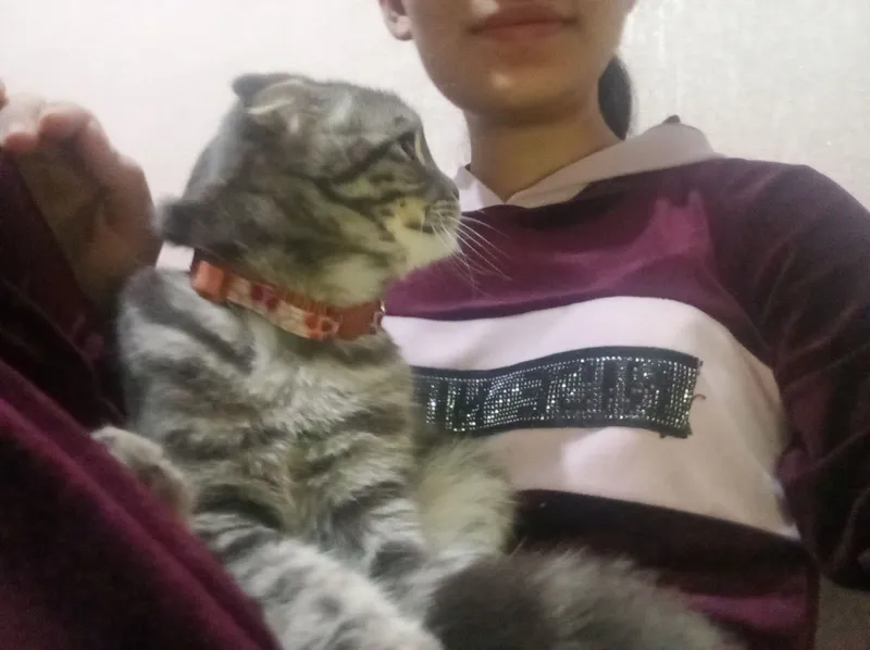 Scottish Fold 7 Scottish Fold 7